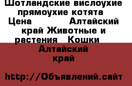 Шотландские вислоухие,прямоухие котята › Цена ­ 3 000 - Алтайский край Животные и растения » Кошки   . Алтайский край